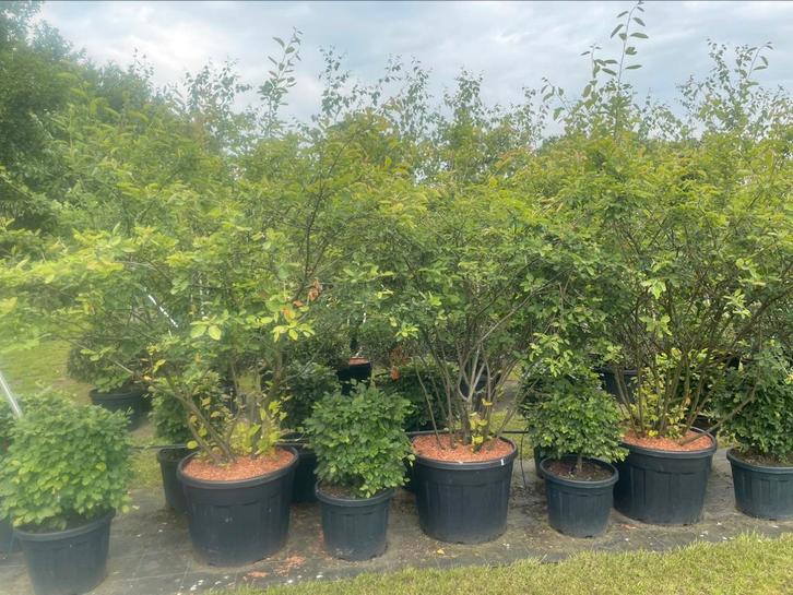 Amelanchier krentenboompje meerstammig leverbaar tot 250 cm, Tuin en Terras, Planten | Struiken en Hagen, Struik, Overige soorten