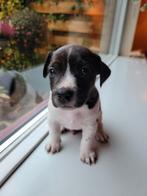 Bont merle Jack Russell pup te koop  (laatste), Dieren en Toebehoren, Honden | Jack Russells en Terriërs, Jack Russell Terriër