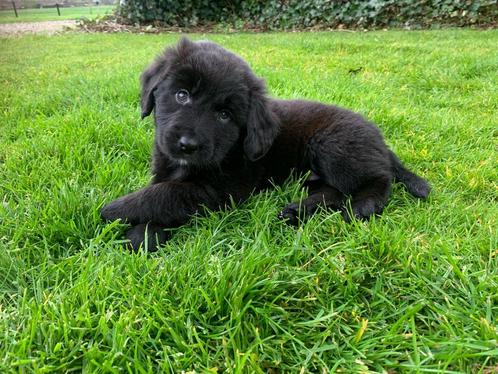 Labrador - Nova scotia duck tolling retriever pup ( toller ), Dieren en Toebehoren, Honden | Retrievers, Spaniëls en Waterhonden