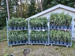 Tuinplanten + 70 cm hoog, Overige soorten, Volle zon, Vaste plant, Ophalen of Verzenden