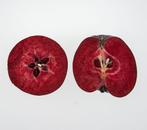 Bloedappel ‘Veralma’, Tuin en Terras, Ophalen of Verzenden, Zo goed als nieuw