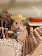 Syrische hamster/Goudhamster ter adoptie - Rodent Rescue, Dieren en Toebehoren, Knaagdieren, Hamster, Vrouwelijk, Januari, Tam