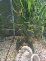 Baby platy's zwart-oranje, Dieren en Toebehoren, Vis