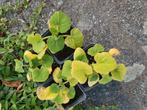 Soep pompoenen plantjes, Tuin en Terras, Planten | Tuinplanten, Ophalen, Volle zon, Groenteplanten, Eenjarig