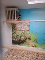 Koppel spitsstaart amadines, Dieren en Toebehoren, Meerdere dieren