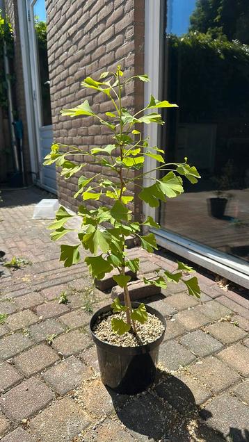 Ginko biloba tuin/pre bonsai boom  beschikbaar voor biedingen