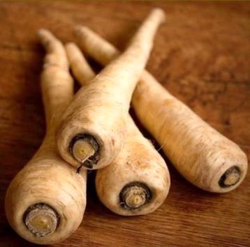 Zaden Pastinaak - Pastinaca sativa subsp. sativa beschikbaar voor biedingen