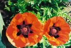 Foto	Klaproos	(papaver), Verzamelen, Natuur, Verzenden, 1980 tot heden, Foto