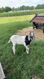 Prachtige bok, Dieren en Toebehoren
