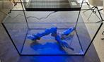 Aquariumvissen, Dieren en Toebehoren