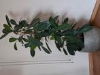 Grote kamerplant "Ficus Cyathisti Pula", Ophalen, Ficus