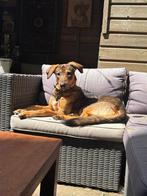 Bruno zoekt een nieuw thuis, Dieren en Toebehoren, Honden | Niet-rashonden, Particulier, Reu, 1 tot 2 jaar, Buitenland