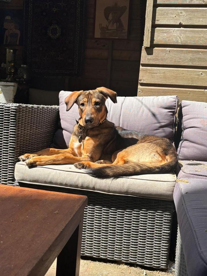 Bruno zoekt een nieuw thuis, Dieren en Toebehoren, Honden | Niet-rashonden, Groot, Reu, Particulier, Eén hond, Buitenland, 1 tot 2 jaar