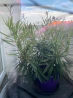 Oleander, Ophalen, Zomer, Overige soorten, Volle zon