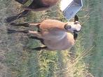 Barbados blackbelly (ruilen), Dieren en Toebehoren, Schapen, Geiten en Varkens, Mannelijk, Schaap, 0 tot 2 jaar