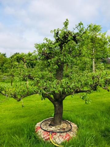 Top kwaliteit perenbomen te Koop | Vanaf €285,- beschikbaar voor biedingen