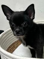 Pomchi pup teefje chihuahua x pomeriaan puppy 💕🐶🐾, Dieren en Toebehoren, Rabiës (hondsdolheid), 8 tot 15 weken, Teef, Eén hond