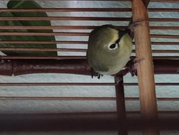 Senegal brilvogel man! Spotprijs, 125,- beschikbaar voor biedingen