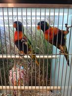 Lori van de blauwe bergen, Dieren en Toebehoren, Geslacht onbekend, Papegaai, Geringd