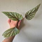 Begonia guttata, Huis en Inrichting, Kamerplanten, Ophalen of Verzenden, Overige soorten, Minder dan 100 cm