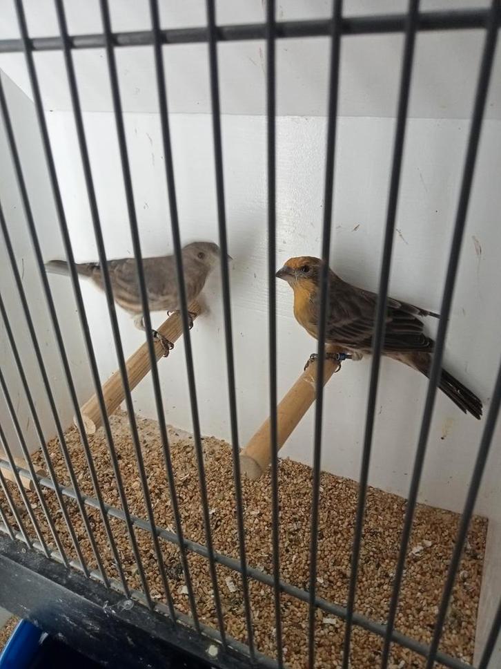 Koppel Mexicaanse roodmus split opaal, Dieren en Toebehoren, Vogels | Overige Vogels, Meerdere dieren