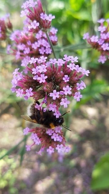 Verbena bonariensis - ijzerhard gifvrij beschikbaar voor biedingen