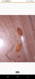 Porcellio laevis "Orange" isopods, Dieren en Toebehoren, Insecten en Spinnen, Overige soorten