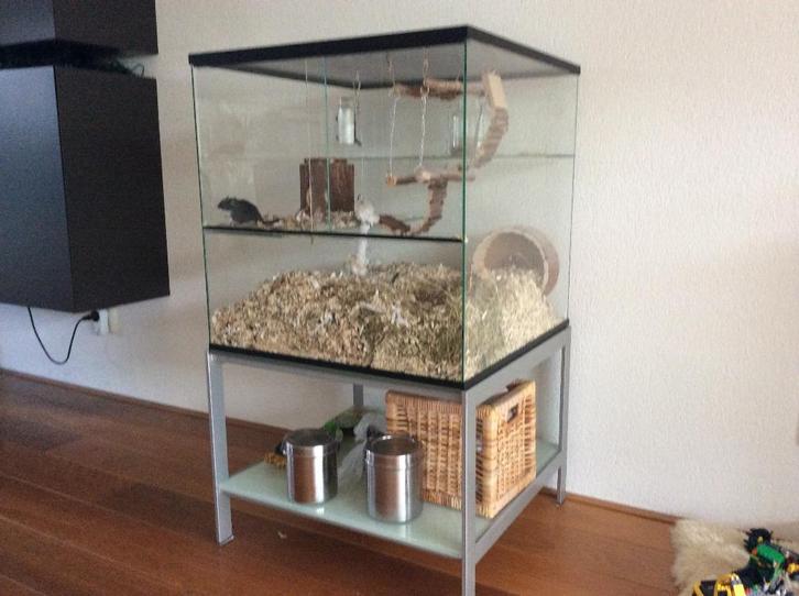 Terrarium op maat voor knaagdieren, Dieren en Toebehoren, Knaagdieren en Konijnen | Hokken en Kooien, Nieuw, Hok, Minder dan 60 cm