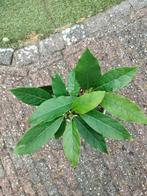 T.K.advocado Boompjes, Tuin en Terras, Planten | Tuinplanten, Ophalen of Verzenden, Zomer, Overige soorten, Halfschaduw