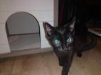 Mooie , rustige zwarte kitten , kater, Dieren en Toebehoren, Katten en Kittens | Overige Katten, Kater, Kortharig, 0 tot 2 jaar