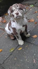 Vrolijke kruising Labrador pups., 8 tot 15 weken, CDV (hondenziekte), Meerdere, Meerdere dieren