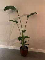 Strelitzia plant in bruine pot groot, Huis en Inrichting, Kamerplanten, Ophalen, Halfschaduw, 200 cm of meer