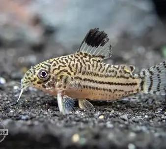 Corydora Trillineatus 3x beschikbaar voor biedingen