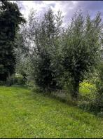Wilgentakken wilgentenen, Ophalen, Volle zon, Overige soorten, 250 tot 400 cm