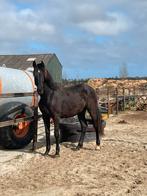 2,5 jarige zwarte ruin, Dieren en Toebehoren, Springpaard, Gechipt, Ruin, 0 tot 2 jaar