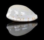 Schelpen: Cypraea piperita occidentalis 18,7mm (F+++/Gem), Ophalen of Verzenden, Schelp(en)