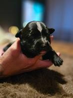 Staffordshire bull terrier pups engelse staffords, Dieren en Toebehoren, Honden | Jack Russells en Terriërs, Overige rassen, CDV (hondenziekte)