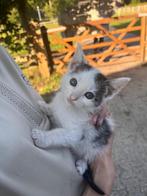 Schattige kitens, Dieren en Toebehoren, Kater