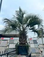 Palmboom palm ananas butia capitata 450cm, Ophalen, Volle zon, Palmboom
