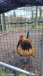 Antwerpse baardkriel, Dieren en Toebehoren, Mannelijk, Kip