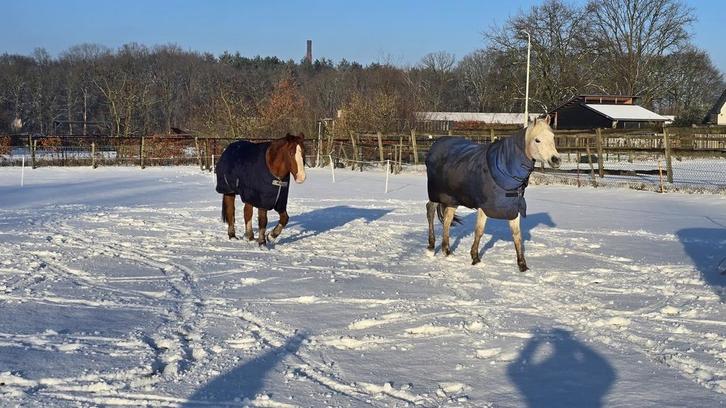 Verzorger gezocht, Dieren en Toebehoren, Stalling en Weidegang