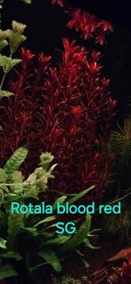 Diverse aquarium planten, Dieren en Toebehoren, Vissen | Aquaria en Toebehoren, Ophalen of Verzenden, Plant(en), Steen of Hout