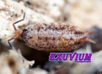 Porcellionides cingendus pissebedden isopods ZELDZAAM, Overige soorten