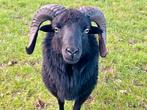 Ouessant ram zoekt nieuw huis, Dieren en Toebehoren, Schapen, Geiten en Varkens, Mannelijk, Schaap