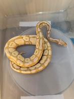 Python Regius 1.0, Dieren en Toebehoren, Reptielen en Amfibieën, Slang, 0 tot 2 jaar