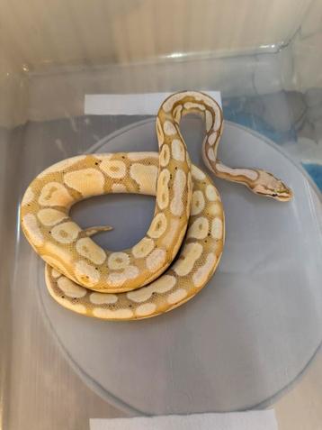 Python Regius 1.0 beschikbaar voor biedingen