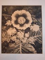 Bloemen Lithografie Jan Voerman jr, Ophalen of Verzenden