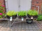 Mooie, volle Carex (Zegge) siergras in pot!, Ophalen, Zomer, Siergrassen, Halfschaduw