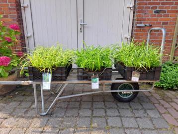 Mooie, volle Carex (Zegge) siergras in pot! beschikbaar voor biedingen