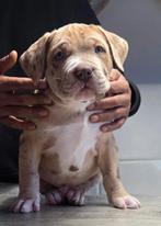 American Bully XL/XXL Pups, Nederland, Rabiës (hondsdolheid), Overige rassen, 8 tot 15 weken